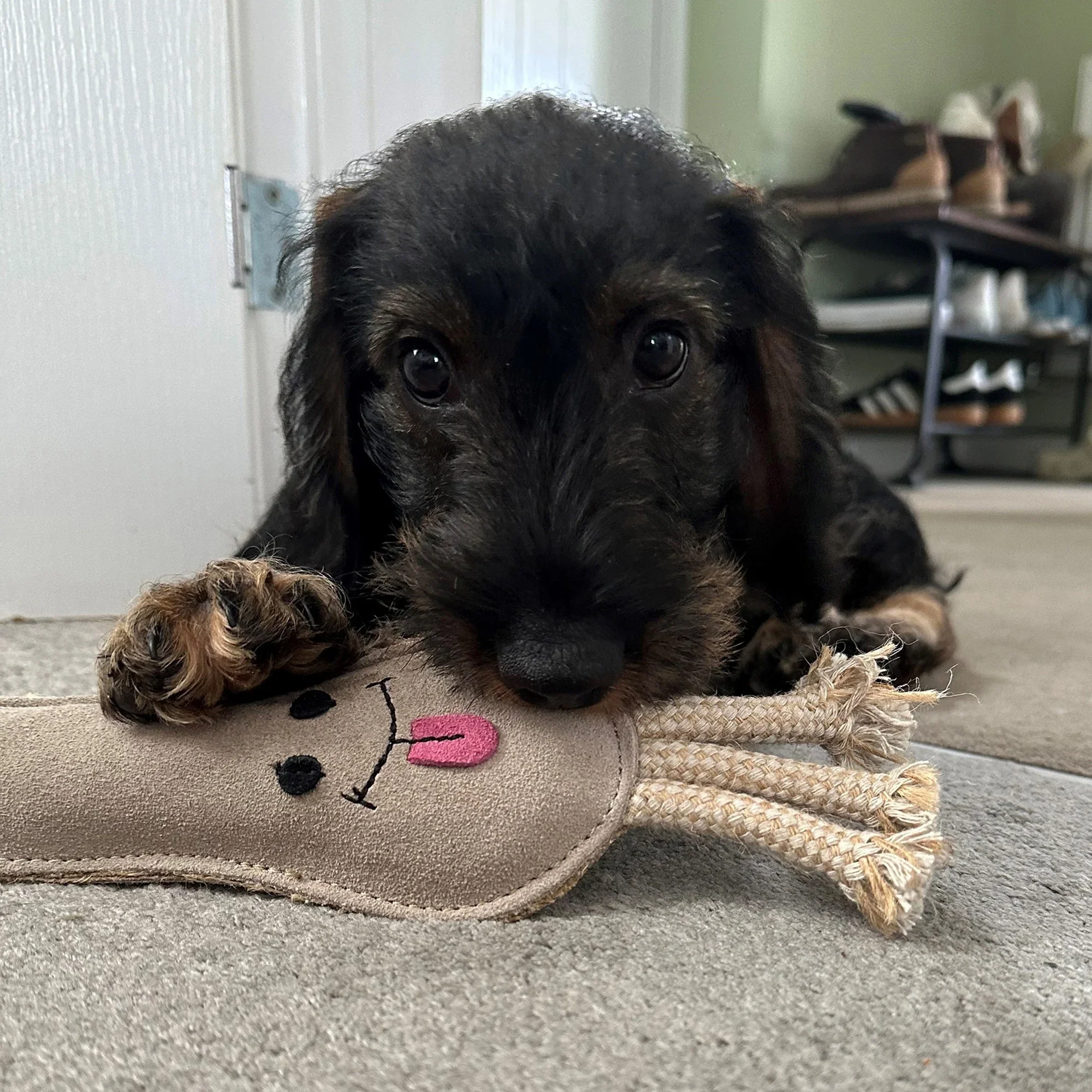 Lenny the Leek, Eco Dog Toy - Image 6