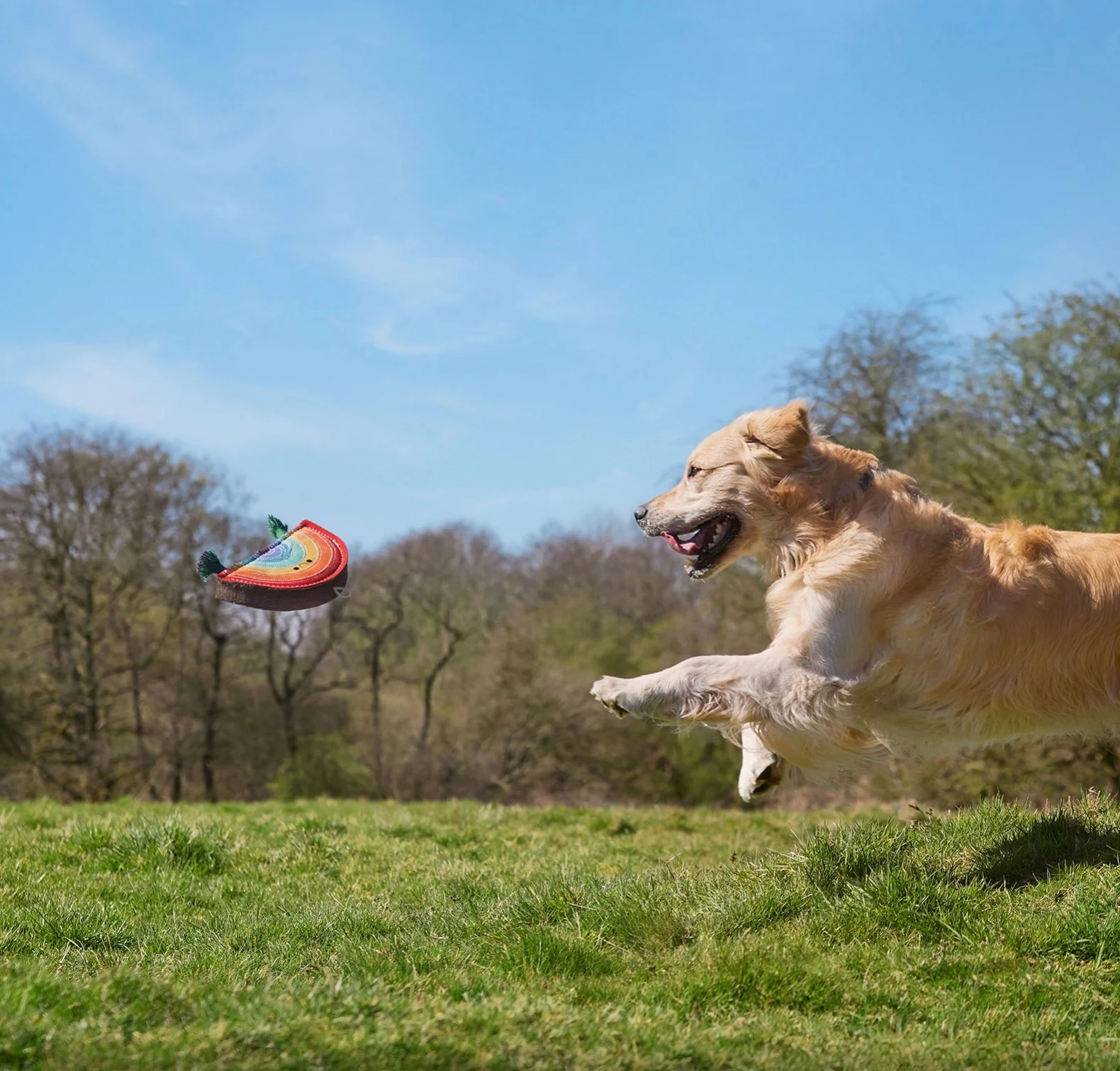 Rainbow Warrior, Eco Dog Toy - Image 6
