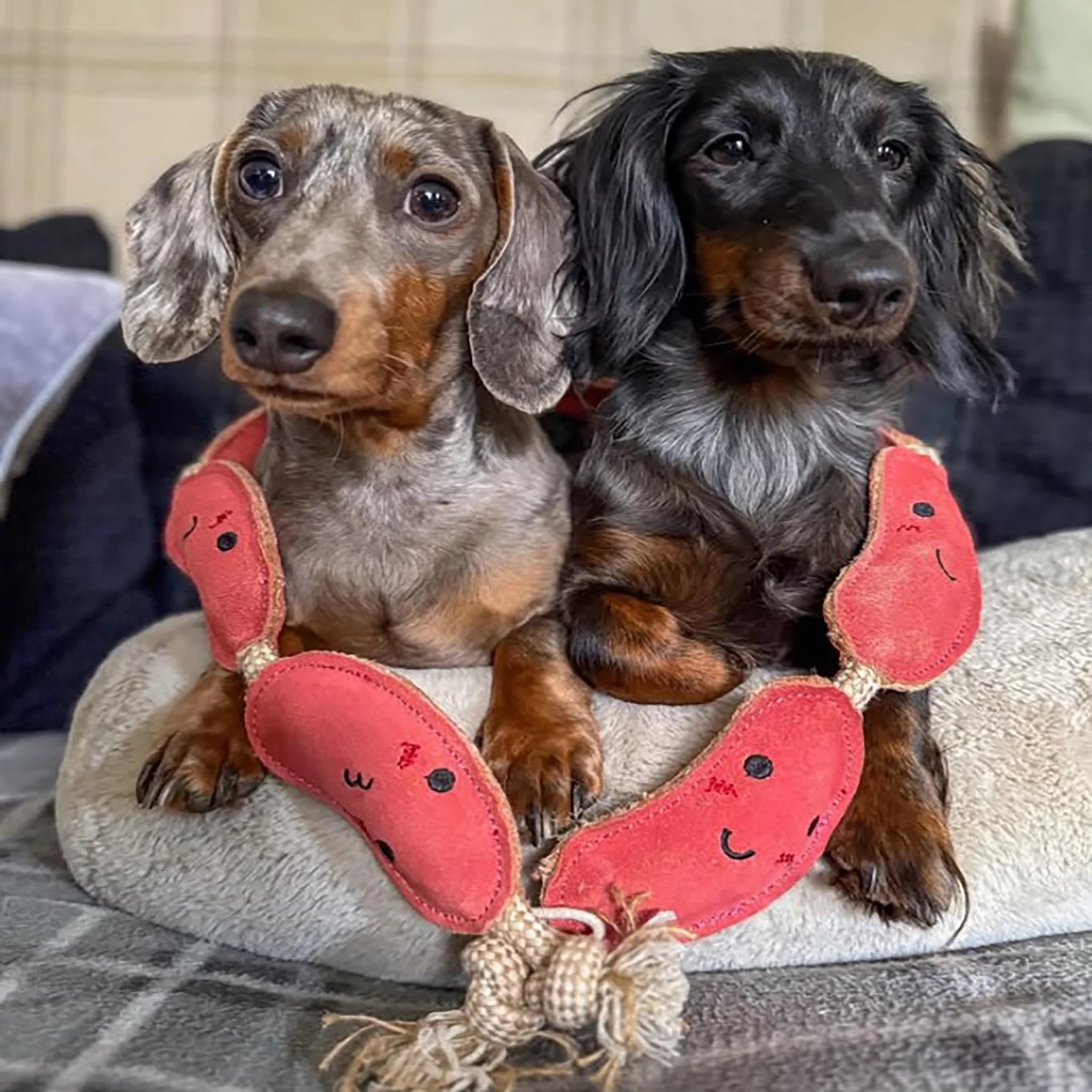 The Sizzle Sisters, Eco Dog Toy - Image 4